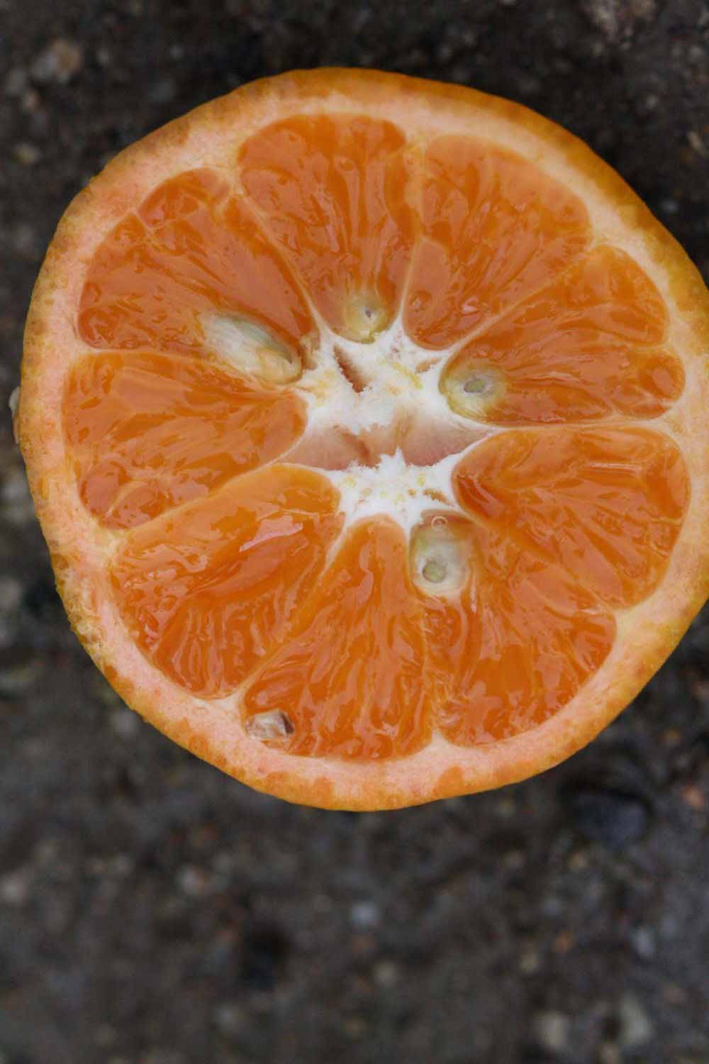                Fruit cross-section (W. Murcott Afourer, Riverside,   CA)       